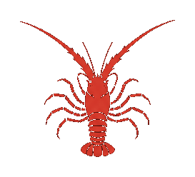 California spiny lobster
